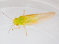 Cacopsylla ambigua